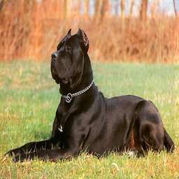 Blue Kings Cane Corso