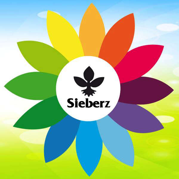 Sieberz