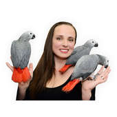 Ana's parrots on sale and supplies