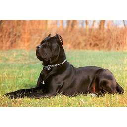 Blue kings cane corso top