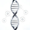Human Immortality Engineering