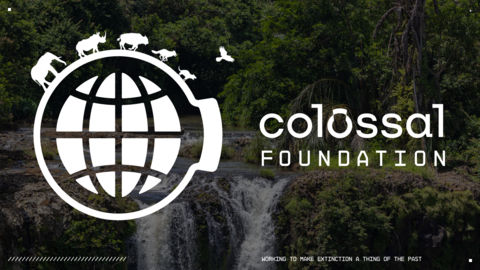 The Colossal Foundation