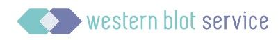 Western Blot Service