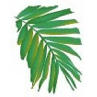 Palm Vein Center LLC