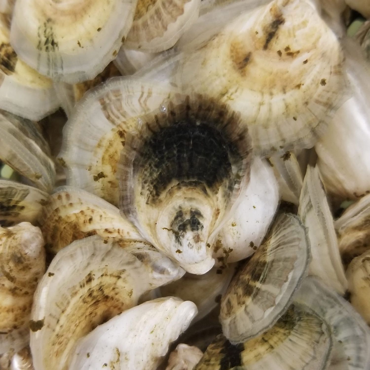 Maine Shellfish Developers