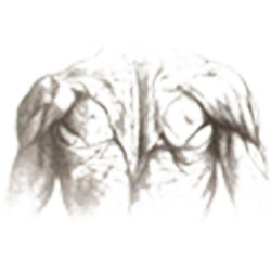 Fairfield Family Chiropractic, LLC.