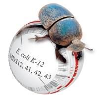 Scarab Genomics LLC