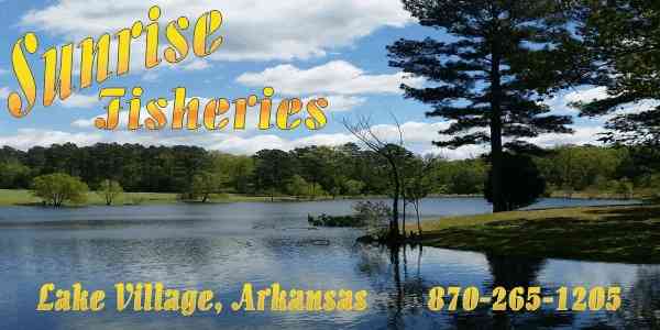 Sunrise Fisheries