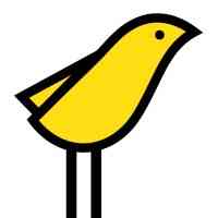 Yellow Canary