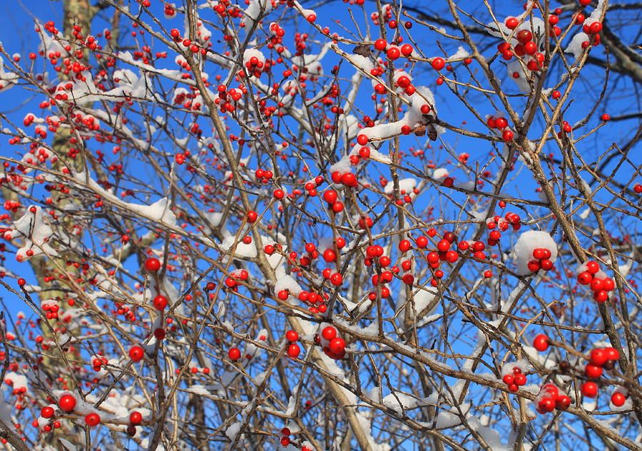 Brooklyn Botanic Garden Corp.